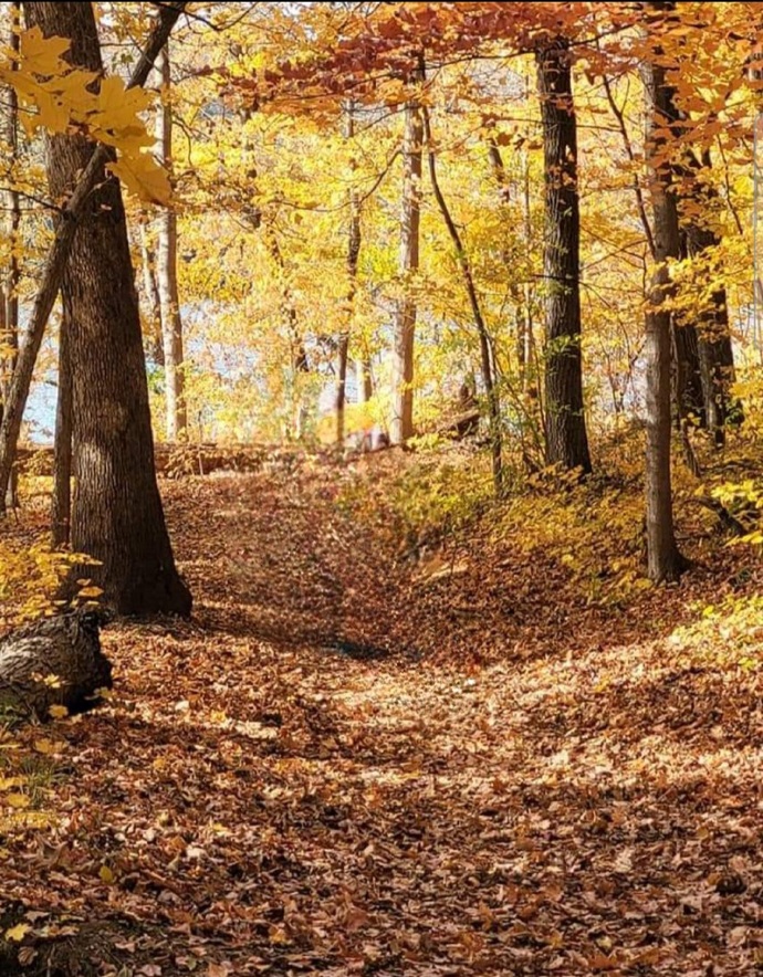 fall woods