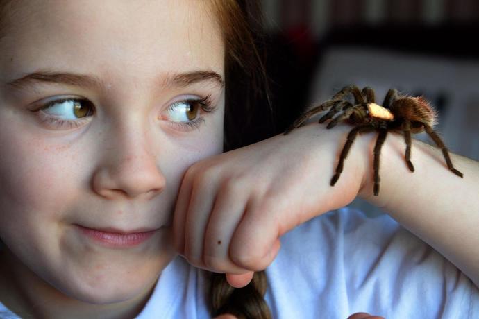 Does anybody else love Spiders, or am I just a lunatic?