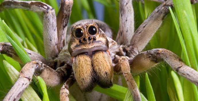 Does anybody else love Spiders, or am I just a lunatic?