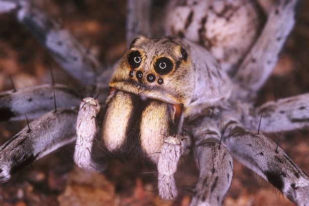 Does anybody else love Spiders, or am I just a lunatic?