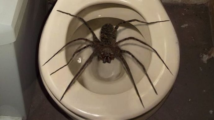 Does anybody else love Spiders, or am I just a lunatic?