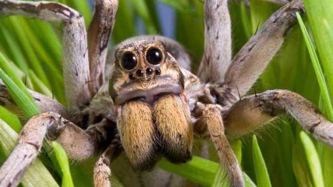 Does anybody else love Spiders, or am I just a lunatic?