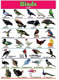 If you were a bird which type would you be?