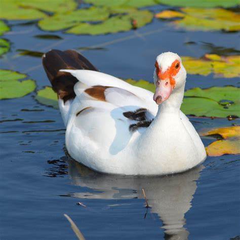 If you were a bird which type would you be?