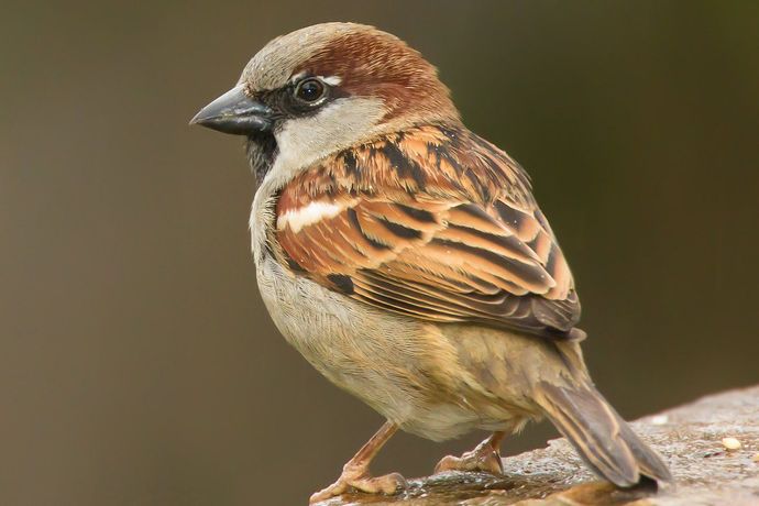 If you were a bird which type would you be?