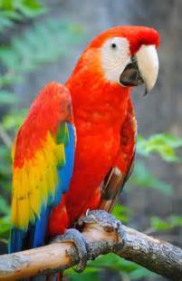 If you were a bird which type would you be?