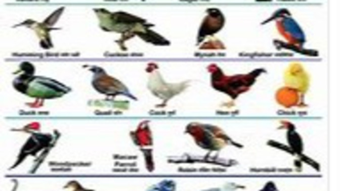 If you were a bird which type would you be?