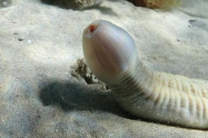 Would you eat this?