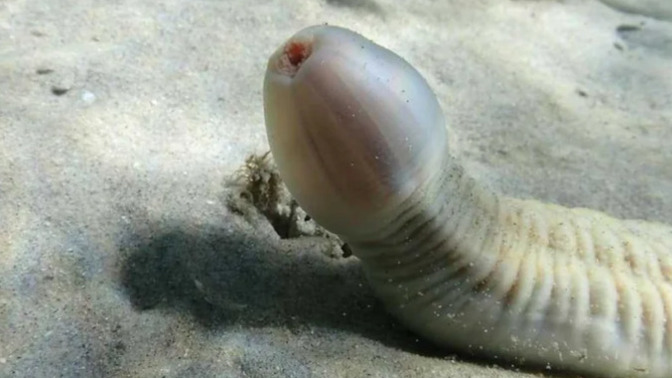 Would you eat this?