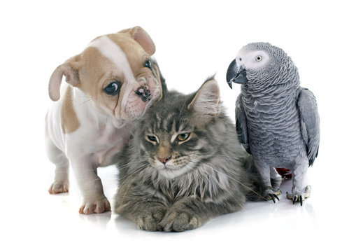 What is your favorite animal?