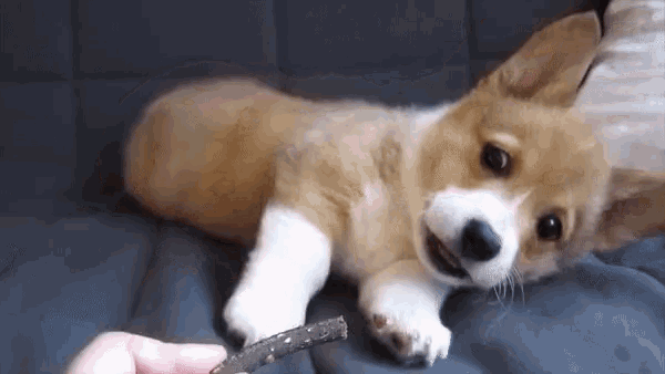 What is your favorite animal?