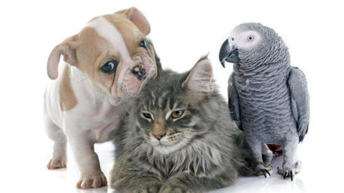 What is your favorite animal?