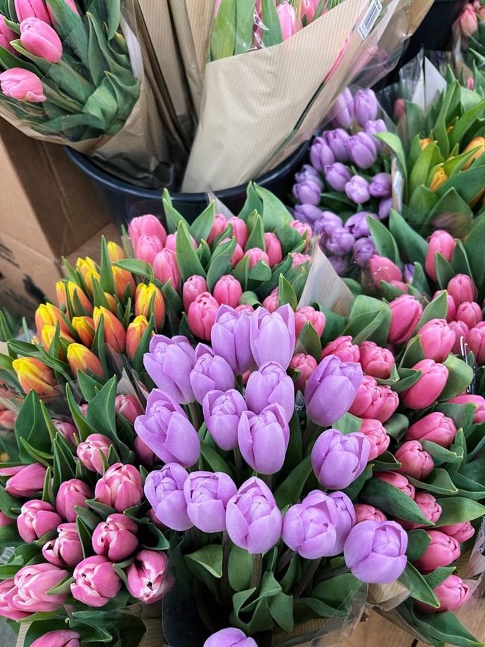 Do you like tulips?