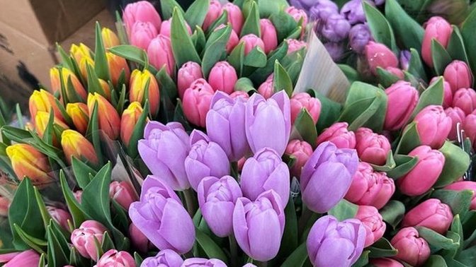 Do you like tulips?