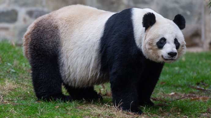 Can you guess which animal this girls strength is comparable to?