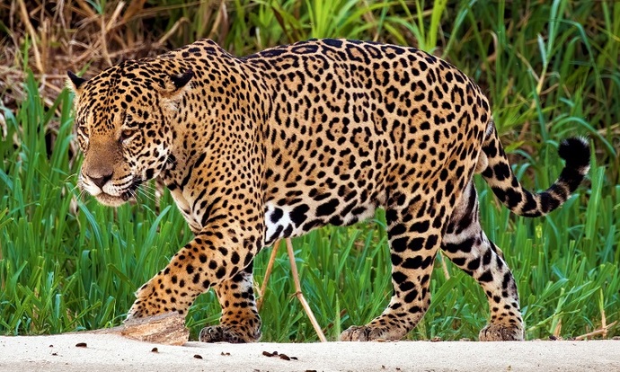 Can you guess which animal this girls strength is comparable to?