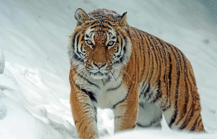 Can you guess which animal this girls strength is comparable to?