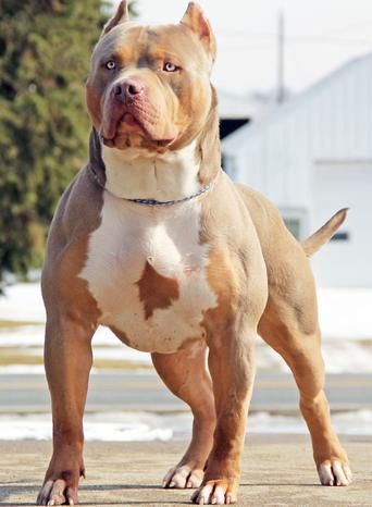 Can you guess which animal this girls strength is comparable to?