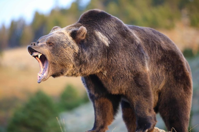 Can you guess which animal this girls strength is comparable to?