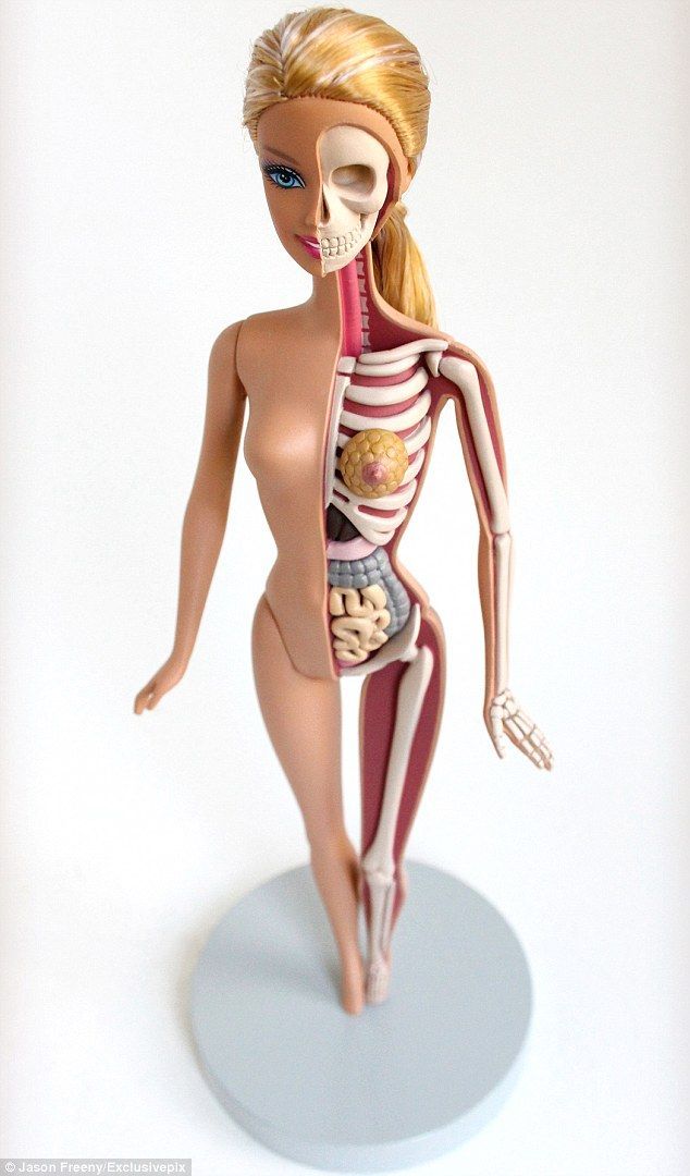 Would you buy your child an ANATOMICALLY CORRECT BARBIE doll?