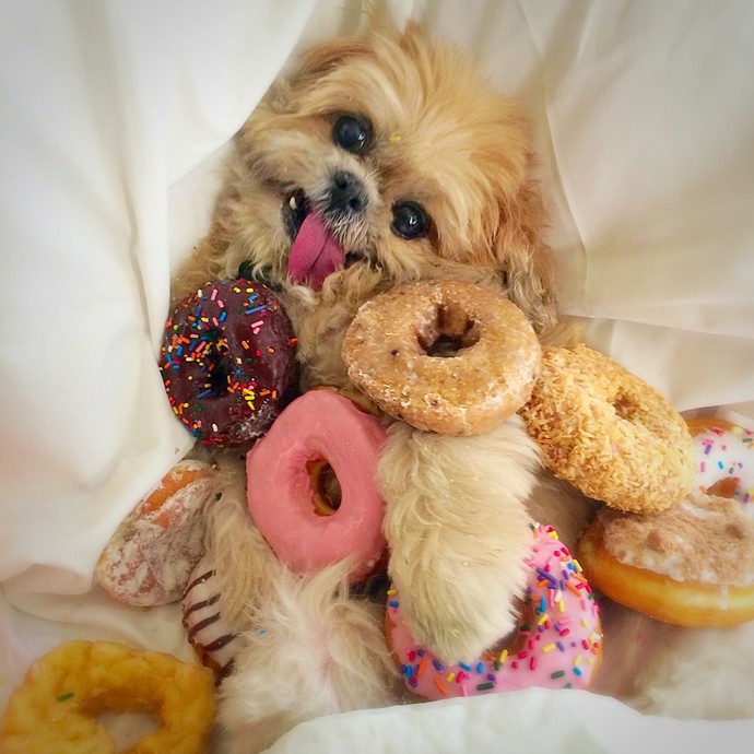 Are dogunuts full of sugar?