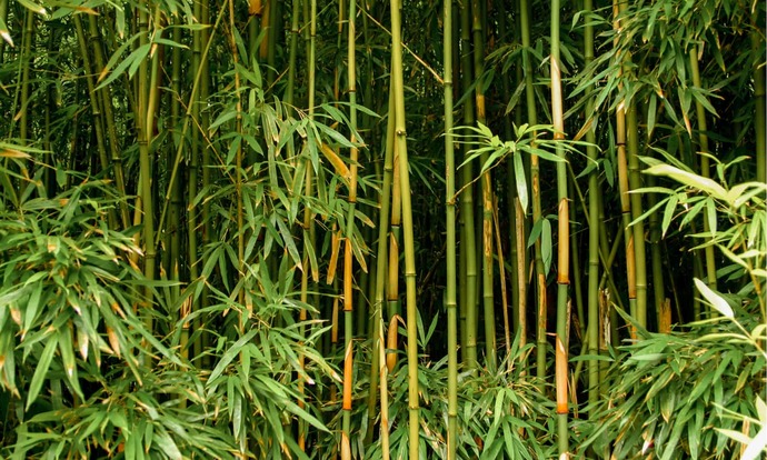 If it turns out after we die we are reincarnated into plants in the next life which plant would you like to be?