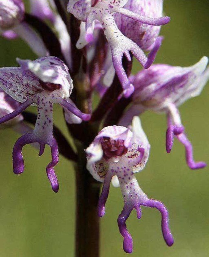If it turns out after we die we are reincarnated into plants in the next life which plant would you like to be?