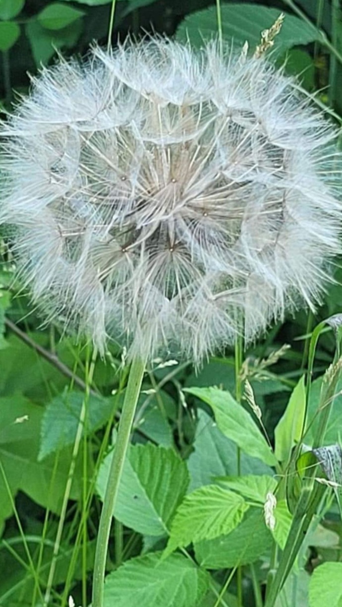 If it turns out after we die we are reincarnated into plants in the next life which plant would you like to be?