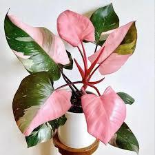 If it turns out after we die we are reincarnated into plants in the next life which plant would you like to be?