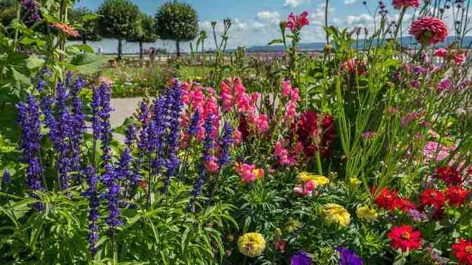 If it turns out after we die we are reincarnated into plants in the next life which plant would you like to be?