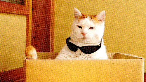 This is my new favorite GIF