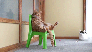 Whats the most human thing your pet does?