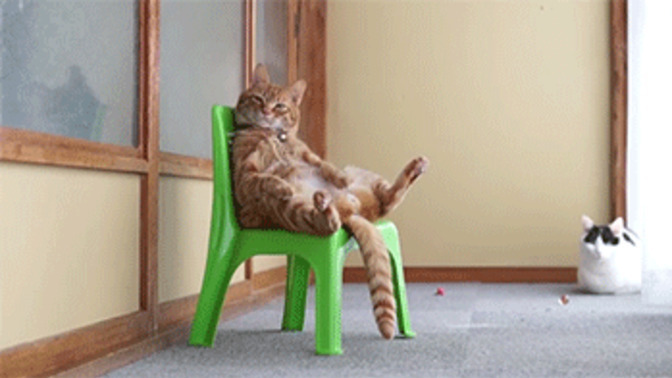 What's the most human thing your pet does?