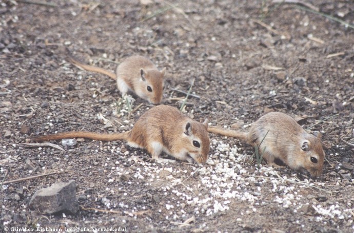 Did you ever go gerbil hunting?
