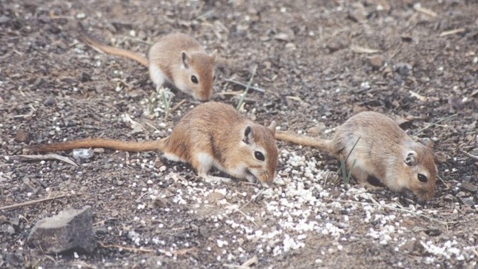 Did you ever go gerbil hunting?