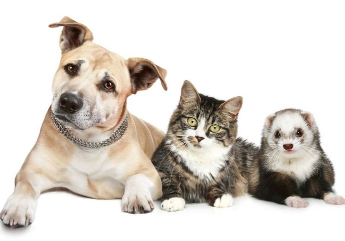 Do you think dogs, cats and ferrets see each other the way that we see monkeys?