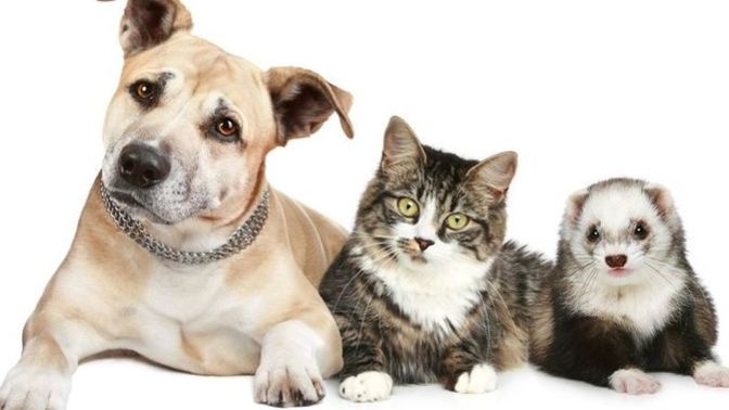 Do you think dogs, cats and ferrets see each other the way that we see monkeys?