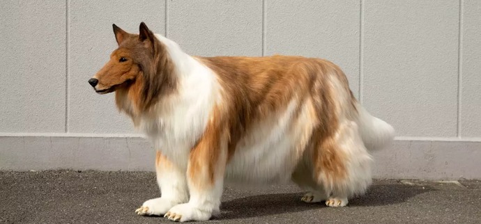 Japanese man in a dog suit