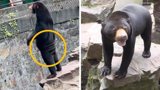Bear or man in costume?