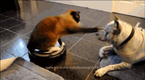 How do you feel about the man that lives his life as a dog going to the park to play with other dogs?
