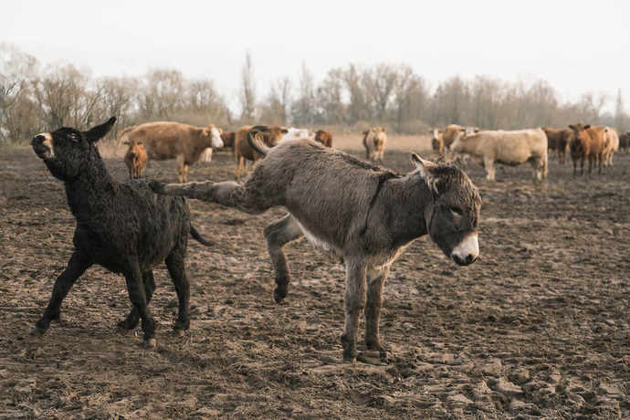 If animals could talk, which would be the rudest?