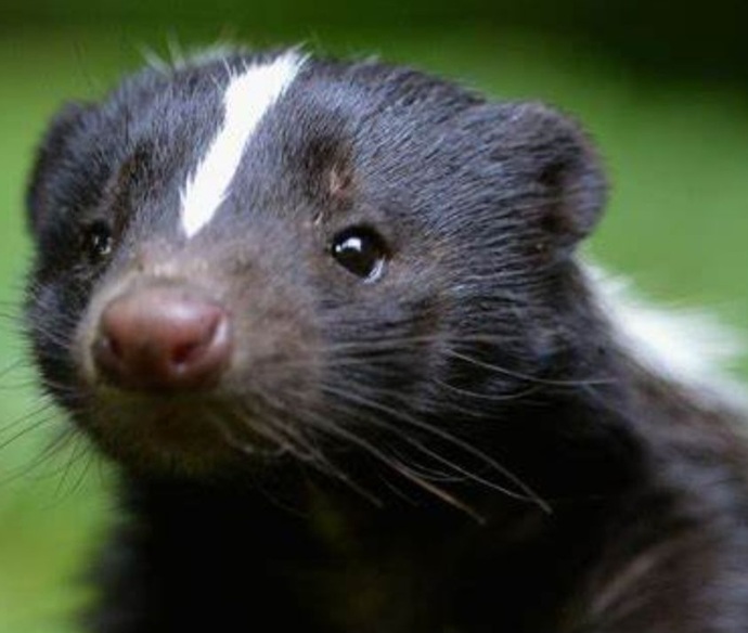 If animals could talk, which would be the rudest? GirlsAskGuys