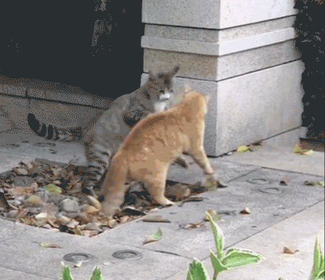 If animals could talk, which would be the rudest?