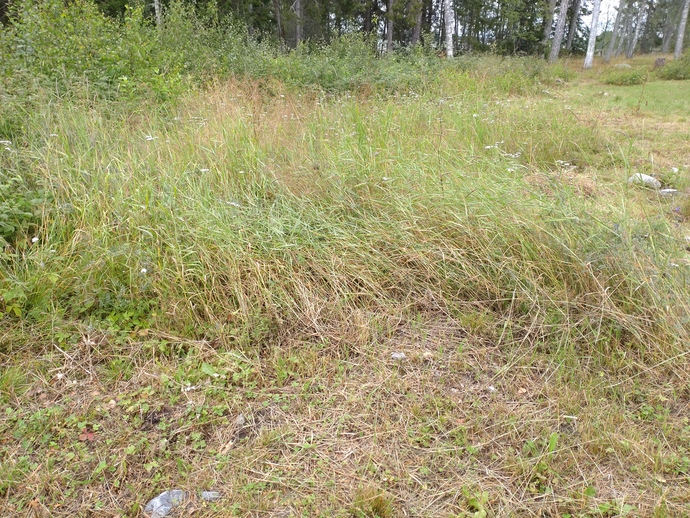 This kind of tall grass will usually be cleard with the trimmer