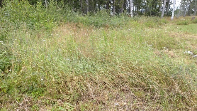 Best ATV attachment for clearing tall grass?