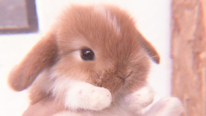 🐰 do you have any pets🐰?