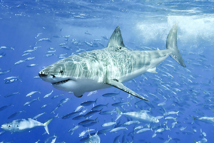 Why do people go in freshwater when it’s actually potentially dangerous?