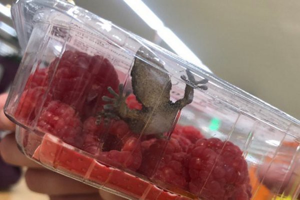 Have you ever found anything nasty in your food?