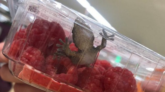 Have you ever found anything nasty in your food?