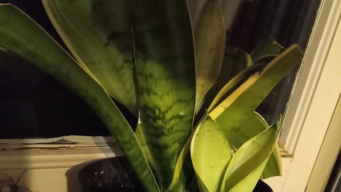 My Nite Owl Grew A Friend?